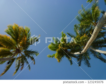 Palm trees shining in the blue sky Palm trees shining in the blue sky 123245076