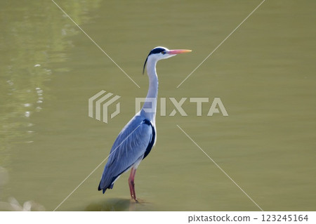 Gray heron heron / Japan 123245164