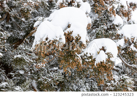被雪覆蓋的杉花 被雪覆蓋的杉花 123245323
