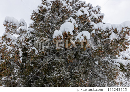 Snow-covered buds of Sugiohana 123245325