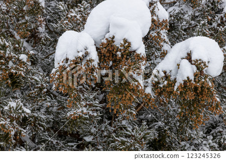 Snow-covered buds of Sugiohana 123245326