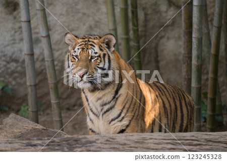 Scared Tiger Cub 123245328