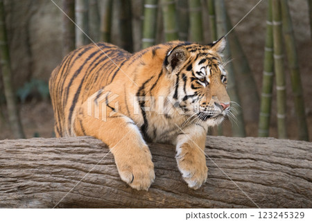 Tiger cub riding a log 123245329