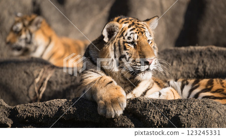 Tiger and cub about to leave their parents 123245331