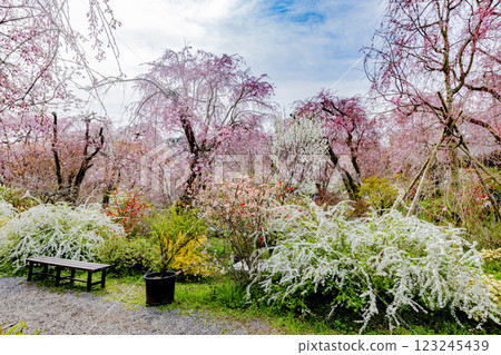 京都府原谷園的櫻花 123245439