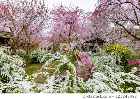京都府原谷園的櫻花 京都府原谷園的櫻花 123245458
