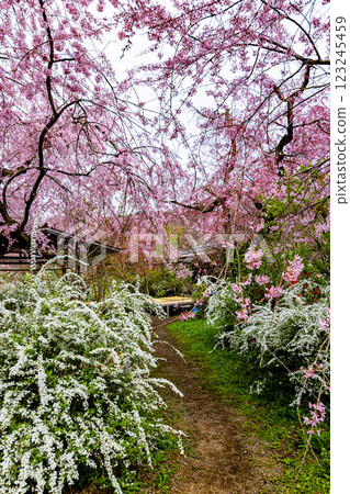 京都府原谷園的櫻花 123245459