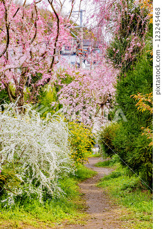 京都府原谷園的櫻花 123245468