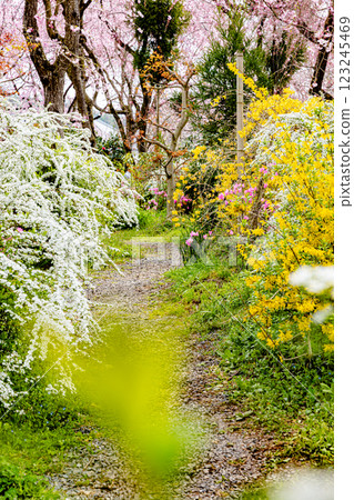 京都府原谷園的櫻花 123245469