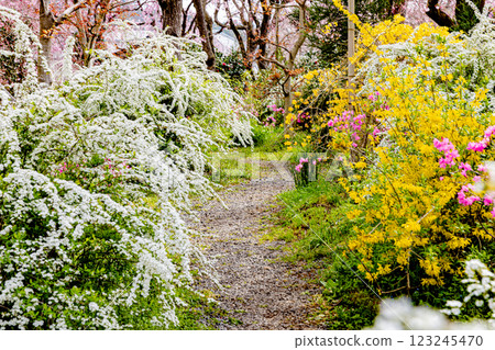京都府原谷園的櫻花 123245470