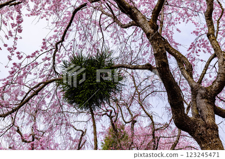 Cherry blossoms at Haratanien in Kyoto Prefecture 123245471