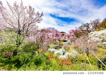 Cherry blossoms at Haratanien in Kyoto Prefecture 123245488