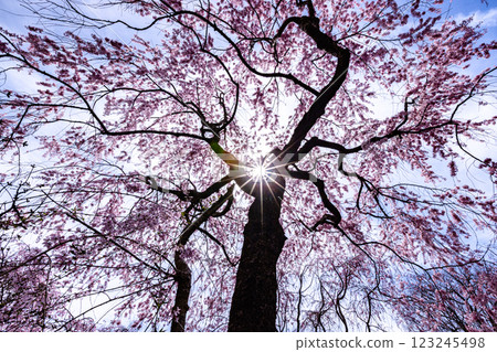京都府原谷園的櫻花 123245498