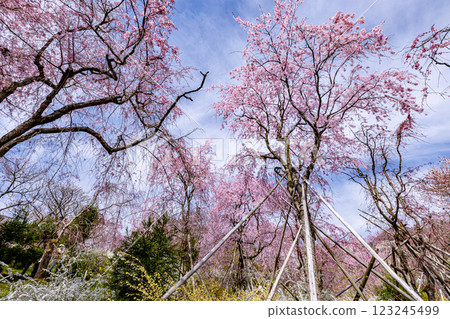京都府原谷園的櫻花 123245499