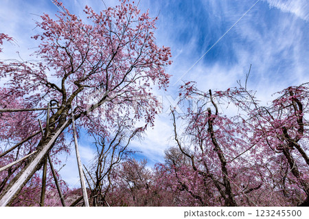 京都府原谷園的櫻花 123245500