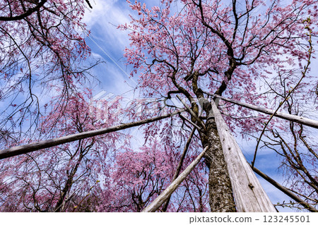 京都府原谷園的櫻花 京都府原谷園的櫻花 123245501