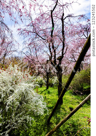 Cherry blossoms at Haratanien in Kyoto Prefecture 123245502