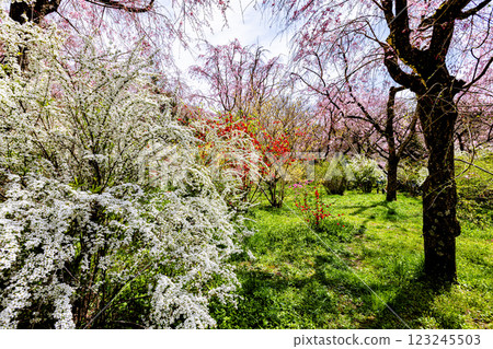 Cherry blossoms at Haratanien in Kyoto Prefecture 123245503