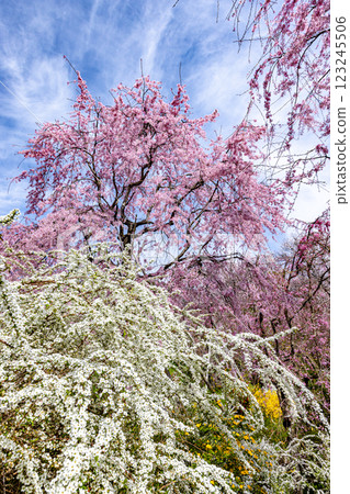Cherry blossoms at Haratanien in Kyoto Prefecture 123245506