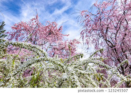 Cherry blossoms at Haratanien in Kyoto Prefecture 123245507