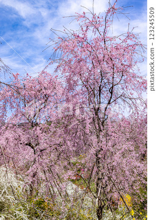 京都府原谷園的櫻花 123245509