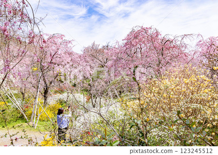 京都府原谷園的櫻花 123245512