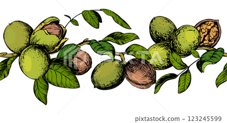 Horizontal pattern of walnut branches. Vector border with kernels, leaves and nut skin. Illustration in color engraving style. Design for pasta, nut paste or liqueur. Hand drawn sketch with ink. 123245599