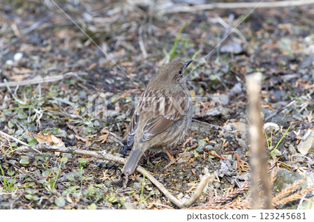 Japanese accentor Japanese accentor 123245681