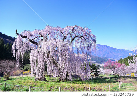 Benten的櫻花 Benten的櫻花 123245729