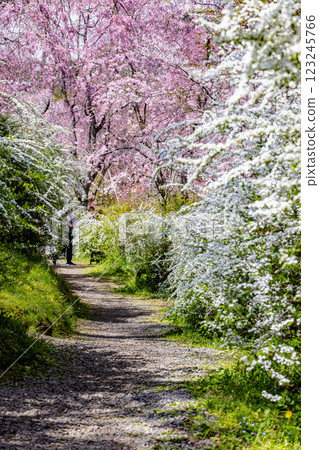 Cherry blossoms at Haratanien in Kyoto Prefecture Cherry blossoms at Haratanien in Kyoto Prefecture 123245766