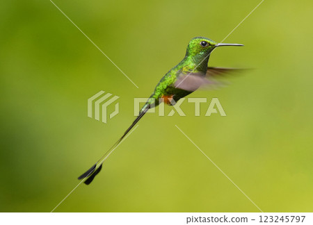 Peruvian Racket Hummingbird 123245797
