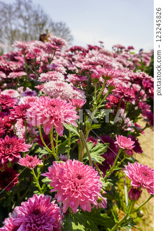 Chrysanthemum, formerly Dendranthemum Pink blooming Chrysanthemum, formerly Dendranthemum Pink blooming 123245826
