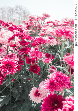 Chrysanthemum, formerly Dendranthemum Pink blooming 123245827