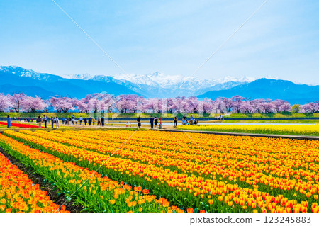 朝日船川春天四重奏 123245883