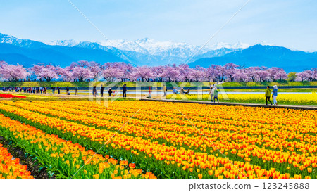 朝日船川春天四重奏 123245888