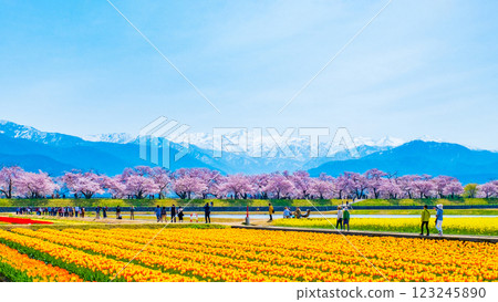 朝日船川春天四重奏 123245890