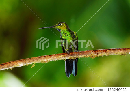 Midori Bousushi Hummingbird 123246021