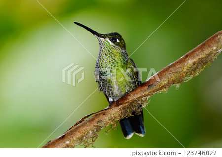 Midori Bousushi Hummingbird Midori Bousushi Hummingbird 123246022