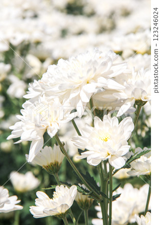 Chrysanthemum White blooming 123246024