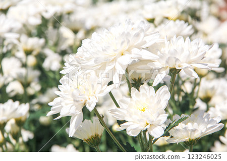 Chrysanthemum White blooming Chrysanthemum White blooming 123246025