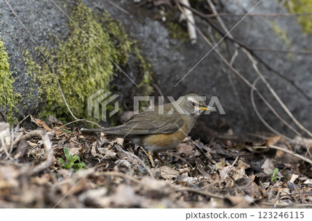 白眉鶇 白眉鶇 123246115