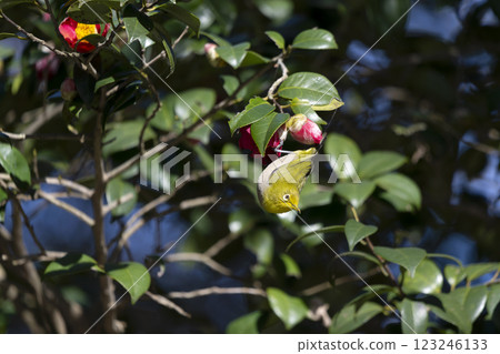 White-eye 123246133