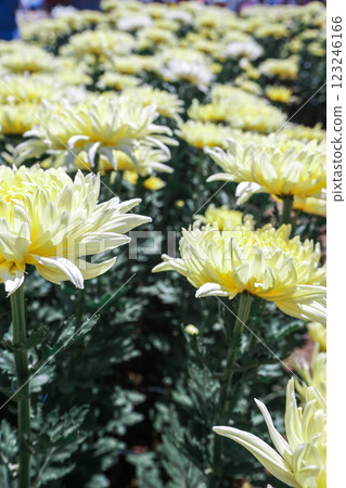 Chrysanthemum Yellow blooming 123246166