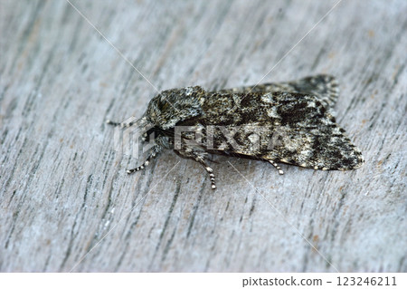 Closeup on a poplar grey owlet moth, Acronicta megacephala sitting on wood Closeup on a poplar grey owlet moth, Acronicta megacephala sitting on wood 123246211