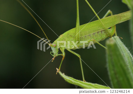 Closeup on a sickle-bearing green Phaneroptera falcata bush-cricket, Phaneroptera falcata 123246214