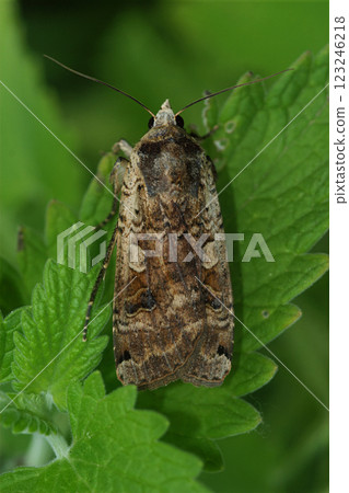 Closeup on a Large yellow underwing owlet moth, Noctua pronuba 123246218