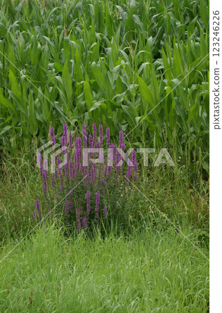 A vibrant patch of purple loosestrife stands tall amidst a field of lush green grass and ultivated corn. A vibrant patch of purple loosestrife stands tall amidst a field of lush green grass and ultivated corn. 123246226