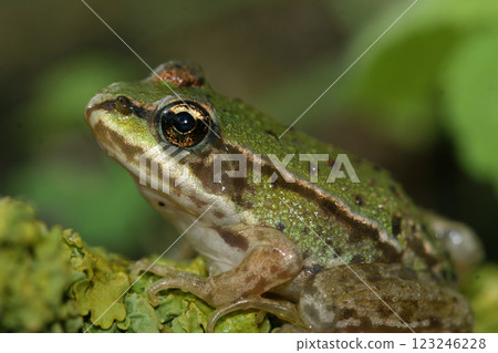 Closeup on a bright green juvenile European frog Pelophylax species on a lichen covered wood 123246228