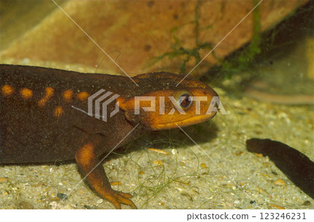 Closeup on an aquatic Himalayan newt Tylototriton verrucosus Closeup on an aquatic Himalayan newt Tylototriton verrucosus 123246231