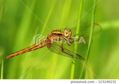 Closeup on a Broad scarlet dragonfly, Crocothemis erythraea Closeup on a Broad scarlet dragonfly, Crocothemis erythraea 123246232